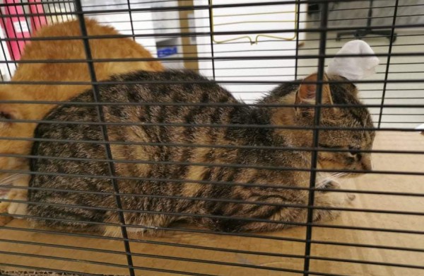 Žiaurumui ribų nėra: veterinarams teko padėti šaudmenimis suvarpytoms katėms