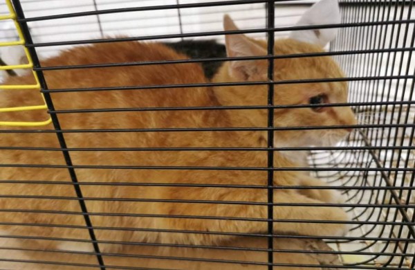 Žiaurumui ribų nėra: veterinarams teko padėti šaudmenimis suvarpytoms katėms