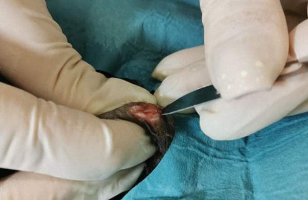 Žiaurumui ribų nėra: veterinarams teko padėti šaudmenimis suvarpytoms katėms