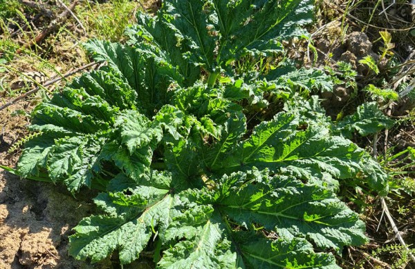 Valstybinių miškų urėdija jau pradėjo naikinti itin pavojingus invazinius augalus