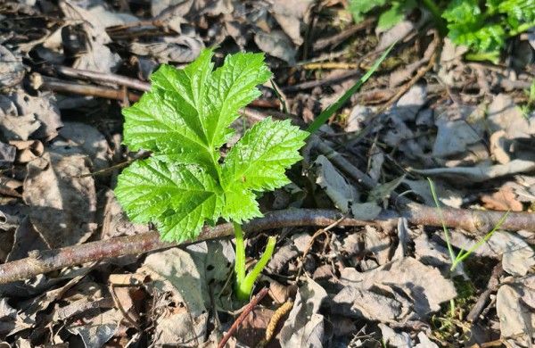 Valstybinių miškų urėdija jau pradėjo naikinti itin pavojingus invazinius augalus