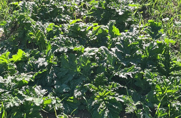 Valstybinių miškų urėdija jau pradėjo naikinti itin pavojingus invazinius augalus