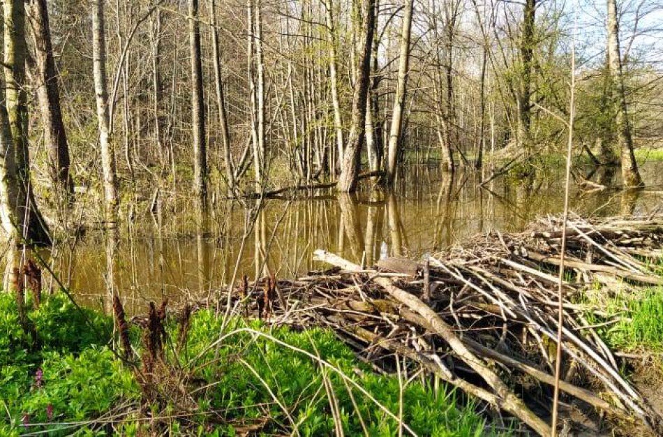 Miško lankytojus stebina išvartyti medžiai: darbuojasi stambiausias Lietuvos graužikas