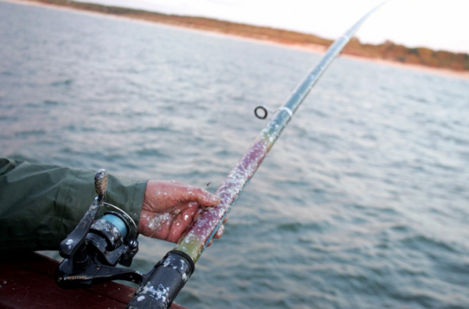 Sterkus šiemet bus galima žvejoti tik nuo birželio 1 dienos
