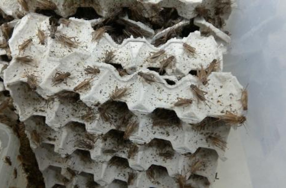 Maistui auginamų vabzdžių rinkoje stebimas verslo susidomėjimas