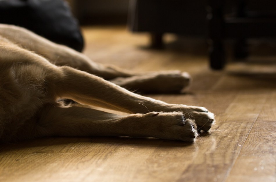 Ne vieno jonaviečio šuo užsikrėtė itin rimta liga: prie jos platinimo prisideda ir gyvūnų išmatų nesurinkimas