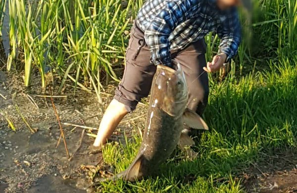 Skaitytojai užfiksavo įstabų kadrą: Jonavos tvenkinyje pagauta įspūdinga žuvis