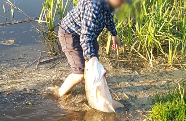 Skaitytojai užfiksavo įstabų kadrą: Jonavos tvenkinyje pagauta įspūdinga žuvis