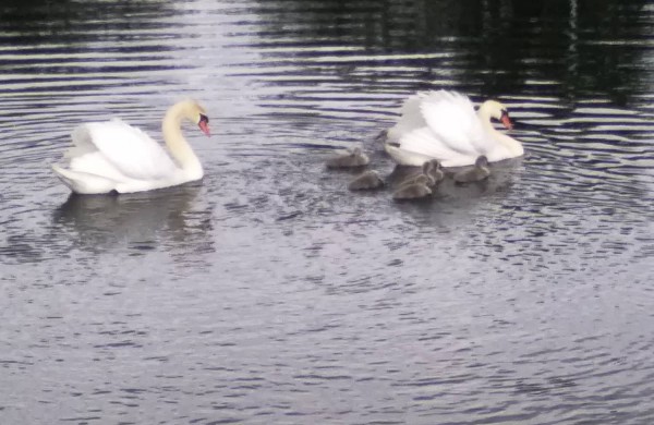 Ugniagesiams gelbėtojams teko gelbėti mažąjį Jonavos ,,simbolį"