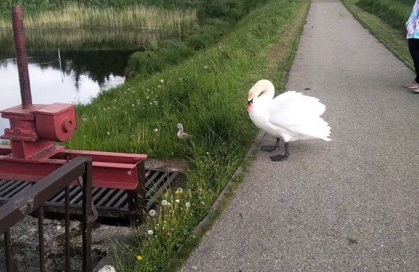 Ugniagesiams gelbėtojams teko gelbėti mažąjį Jonavos ,,simbolį"