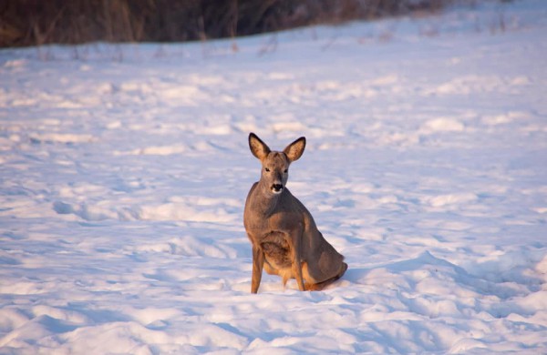 Jonavą ir jos apylinkes per fotoaparato objektyvą nuolat matanti V. Matačiūnienė: ,,Mūsų kraštas tik gražėja“