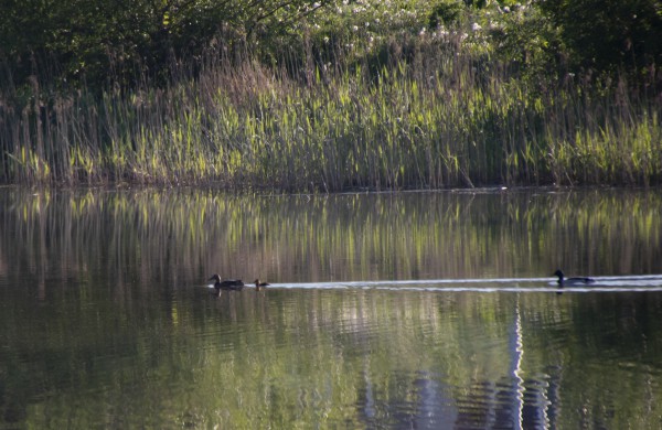 Jonavą ir jos apylinkes per fotoaparato objektyvą nuolat matanti V. Matačiūnienė: ,,Mūsų kraštas tik gražėja“