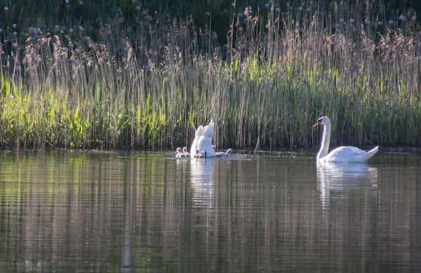 Jonavą ir jos apylinkes per fotoaparato objektyvą nuolat matanti V. Matačiūnienė: ,,Mūsų kraštas tik gražėja“