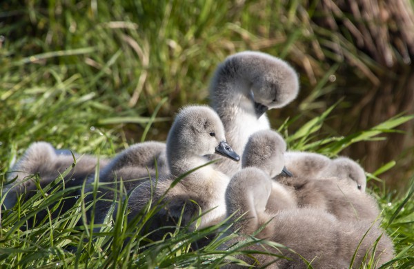 Jonavą ir jos apylinkes per fotoaparato objektyvą nuolat matanti V. Matačiūnienė: ,,Mūsų kraštas tik gražėja“