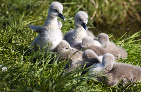 Jonavą ir jos apylinkes per fotoaparato objektyvą nuolat matanti V. Matačiūnienė: ,,Mūsų kraštas tik gražėja“