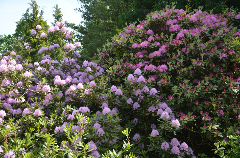 Valstybinių miškų urėdijos Dubravos arboretume jau pražydo rododendrai