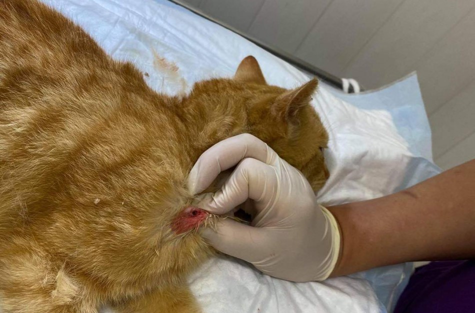 Dėl sušaudyto keturkojo Jonavos r. PK pradėta administracinė teisena