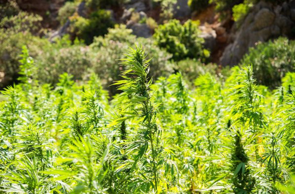 Seimas priėmė Pluoštinių kanapių įstatymą