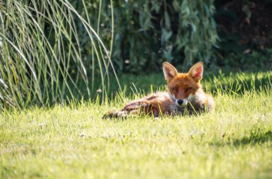 Nyderlanduose labai patogeniškas paukščių gripo virusas aptiktas lapėms