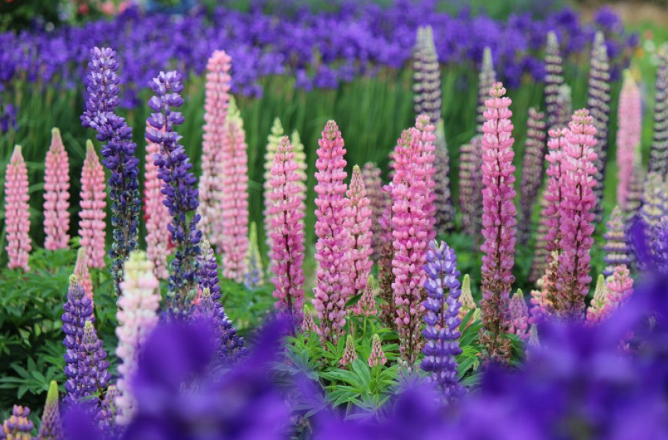 Lubinų sezonas: skinkite kuo daugiau, taip padėsite išsaugoti vietines augalų rūšis