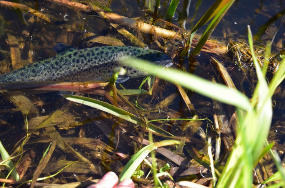 Tūkstančiai lašišų ir šlakių papildė Lietuvos upes