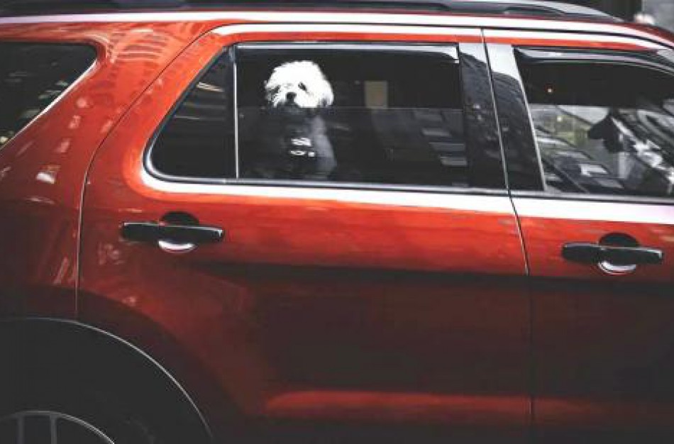 Suaktyvėjo bandymai į ES įvežti nelegaliai parduodamus augintinius