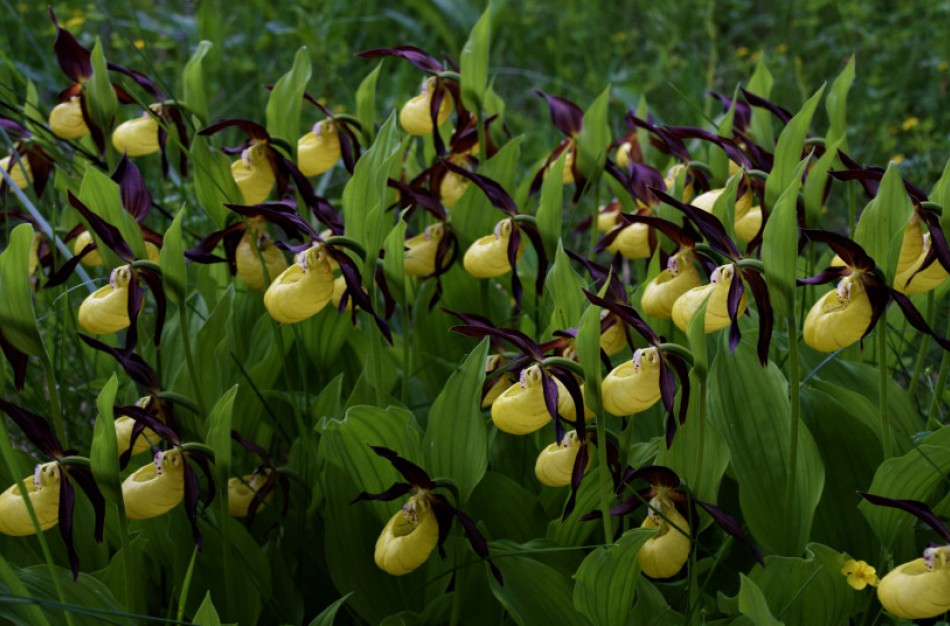 Saugokime lietuviškas orchidėjas