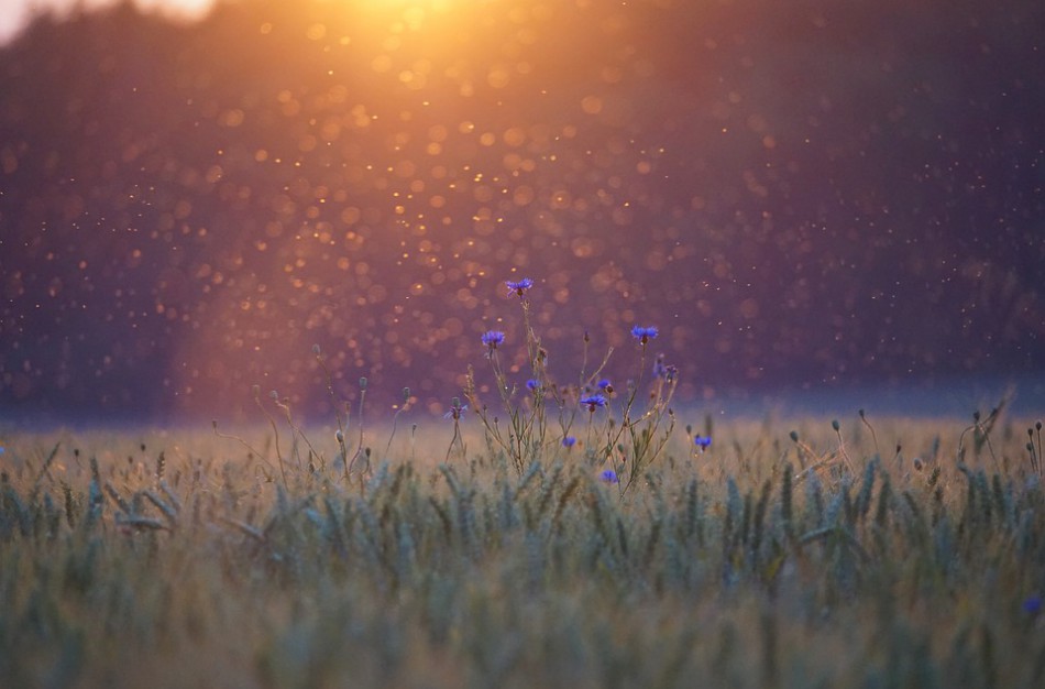 Specialistai pataria, kaip saugotis nemalonių vasaros palydovų – uodų