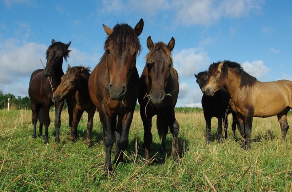Po „Jonavos grūdų“ vadovo atleidimo, pokyčiai laukia ir kitų Žemės ūkio ministerijai pavaldžių įmonių