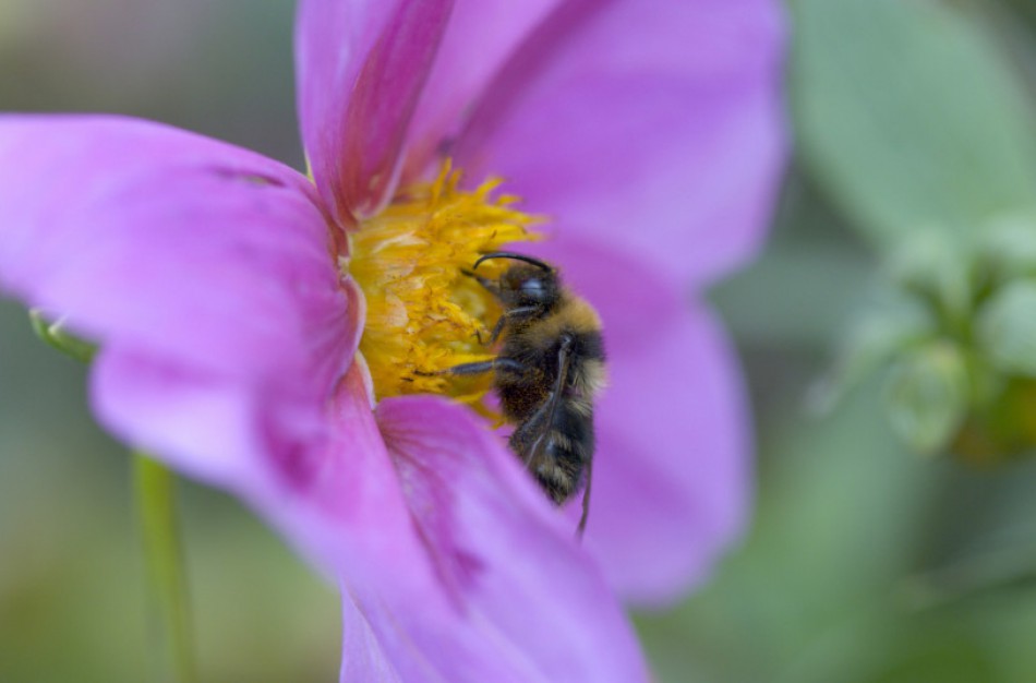 Bitės keliasi į miestus: ant pastatų stogų atsiras 25 nauji aviliai