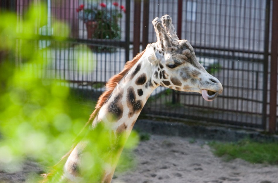 Zoologijos sodo gimtadienis: nuo įsikūrimo gyvūnų padaugėjo nuo 40 iki 2 tūkst.