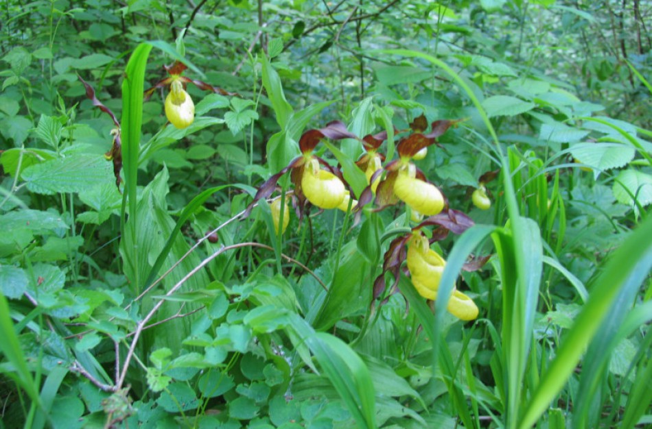 Svetimžemiai augalai – tik savo kiemui, laukinius palikime gamtai