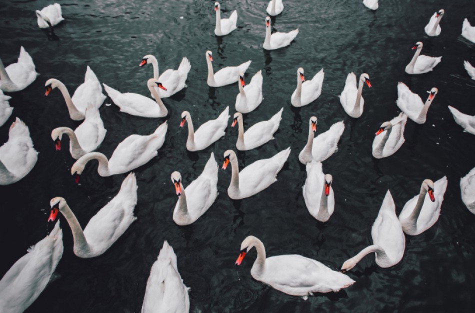 Siūloma ūkininkams kompensuoti laukinių paukščių padarytą žalą