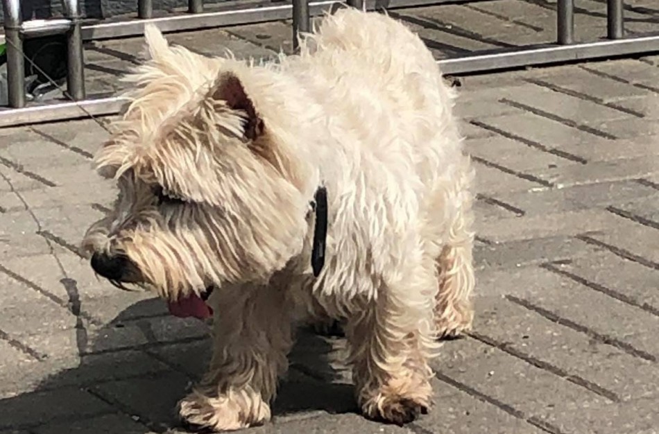 Prie parduotuvės paliktas šuo sulaukė tarnybų dėmesio