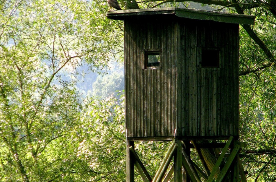 Augant tauriųjų elnių ir briedžių populiacijai, šiemet bus galima jų sumedžioti daugiau