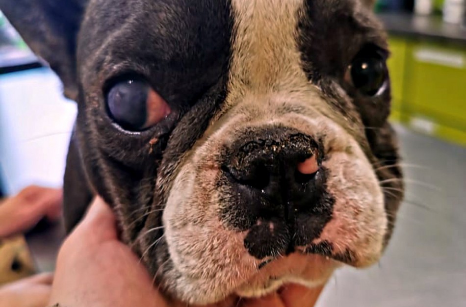 Jonavos rajono daugintoja teismo malonės nesulaukė: bausmė sugriežtinta