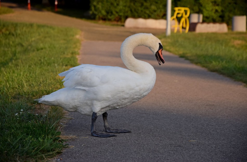 Jonavos gulbiukai gerokai ūgtelėjo: kviečiame pasigrožėti nuotraukų galerija