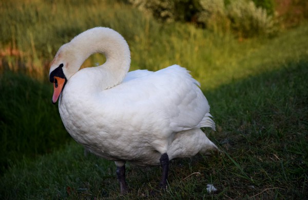 Jonavos gulbiukai gerokai ūgtelėjo: kviečiame pasigrožėti nuotraukų galerija