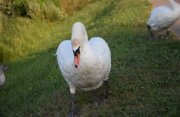 Jonavos gulbiukai gerokai ūgtelėjo: kviečiame pasigrožėti nuotraukų galerija