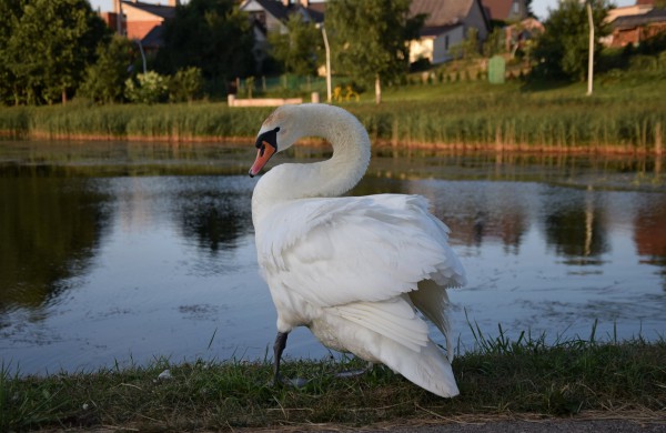 Jonavos gulbiukai gerokai ūgtelėjo: kviečiame pasigrožėti nuotraukų galerija