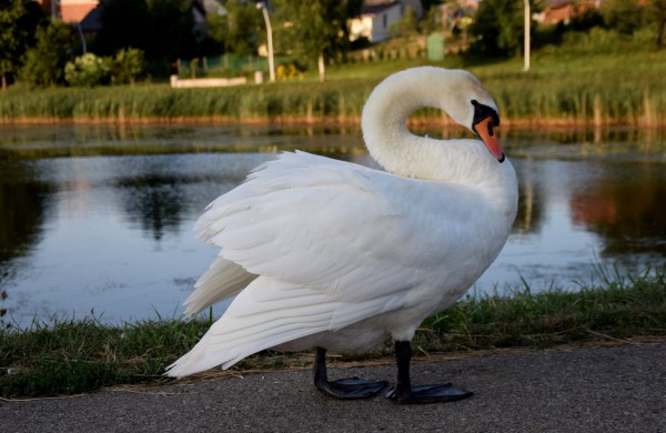 Jonavos gulbiukai gerokai ūgtelėjo: kviečiame pasigrožėti nuotraukų galerija