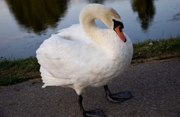 Jonavos gulbiukai gerokai ūgtelėjo: kviečiame pasigrožėti nuotraukų galerija
