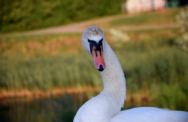 Jonavos gulbiukai gerokai ūgtelėjo: kviečiame pasigrožėti nuotraukų galerija