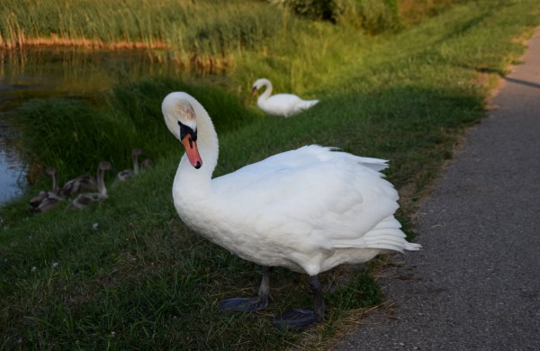 Jonavos gulbiukai gerokai ūgtelėjo: kviečiame pasigrožėti nuotraukų galerija