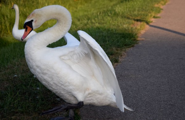 Jonavos gulbiukai gerokai ūgtelėjo: kviečiame pasigrožėti nuotraukų galerija