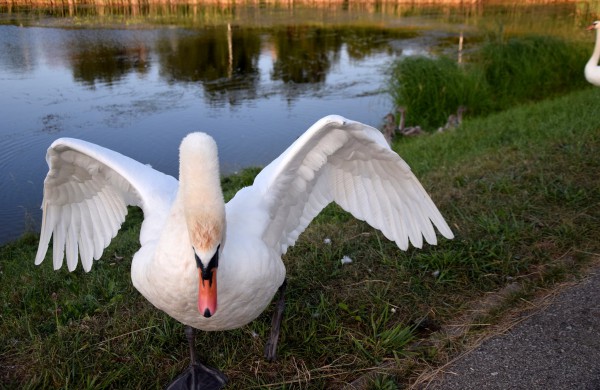 Jonavos gulbiukai gerokai ūgtelėjo: kviečiame pasigrožėti nuotraukų galerija