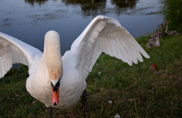 Jonavos gulbiukai gerokai ūgtelėjo: kviečiame pasigrožėti nuotraukų galerija