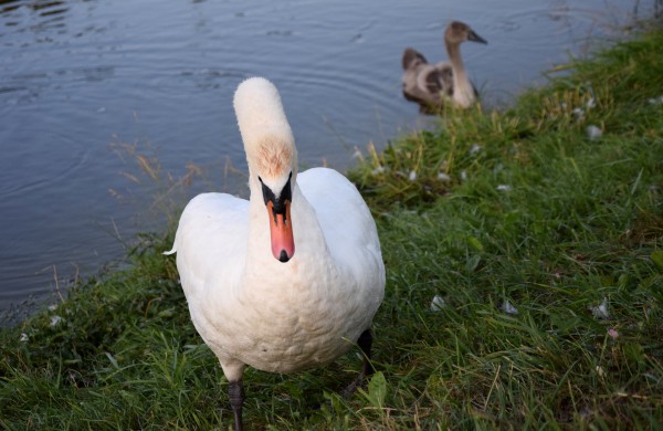 Jonavos gulbiukai gerokai ūgtelėjo: kviečiame pasigrožėti nuotraukų galerija