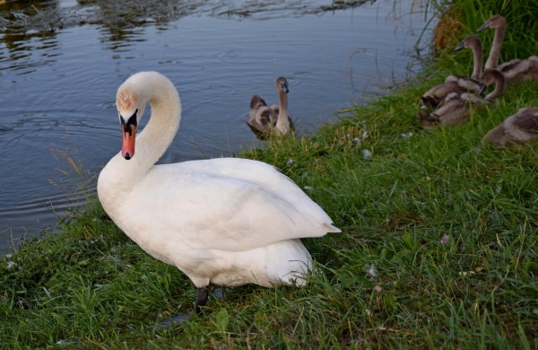 Jonavos gulbiukai gerokai ūgtelėjo: kviečiame pasigrožėti nuotraukų galerija