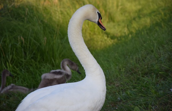 Jonavos gulbiukai gerokai ūgtelėjo: kviečiame pasigrožėti nuotraukų galerija